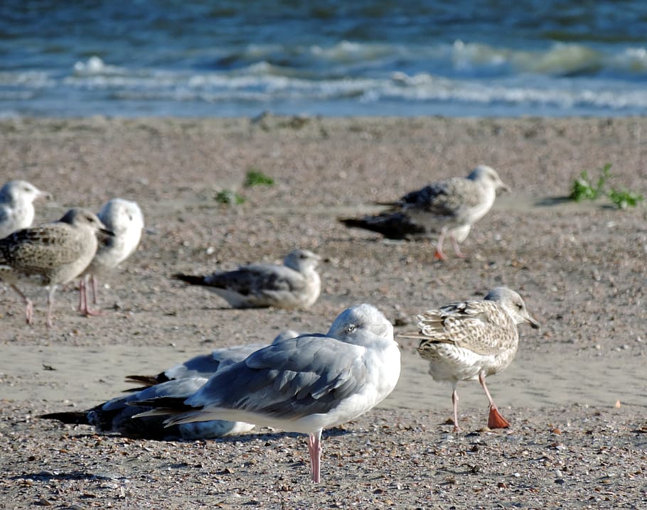 gulls, beach, sea, north sea, sand beach, holiday, borkum, island, HD wallpaper