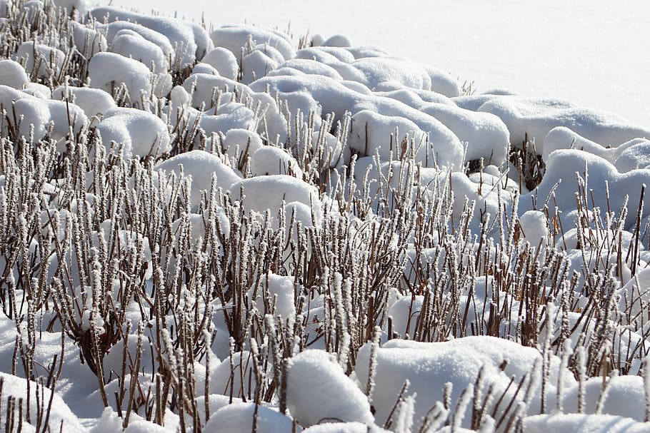winter, snow, leann, nature, cold temperature, beauty in nature HD wallpaper