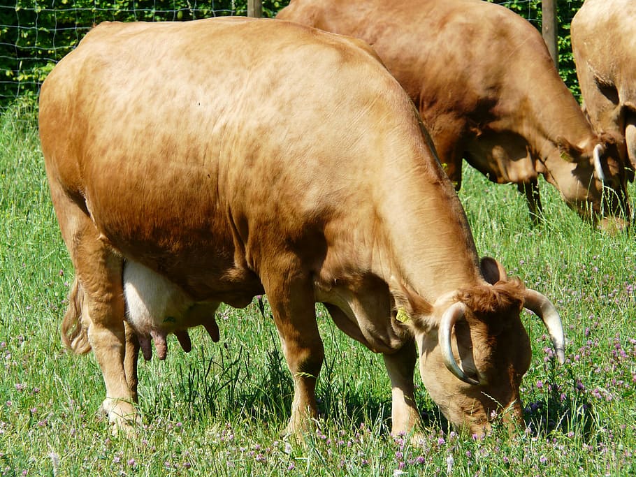 cow, graze, animal, creature, cattle, horns, domestic cattle