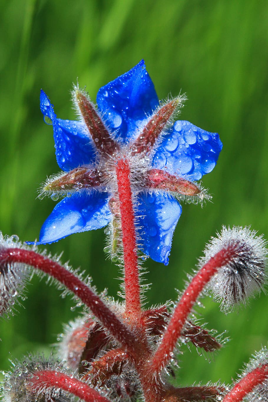 Borage, Flowers, Field, nature, green color, beauty in nature HD wallpaper