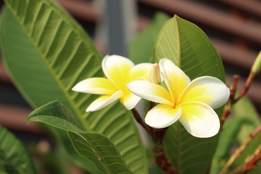flowers, yellow, green, plant, leaf, plant part, flowering plant HD wallpaper