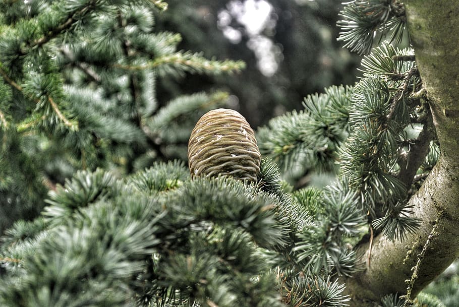tree, green, garden, plant, pine cone, coniferous tree, pine tree HD wallpaper