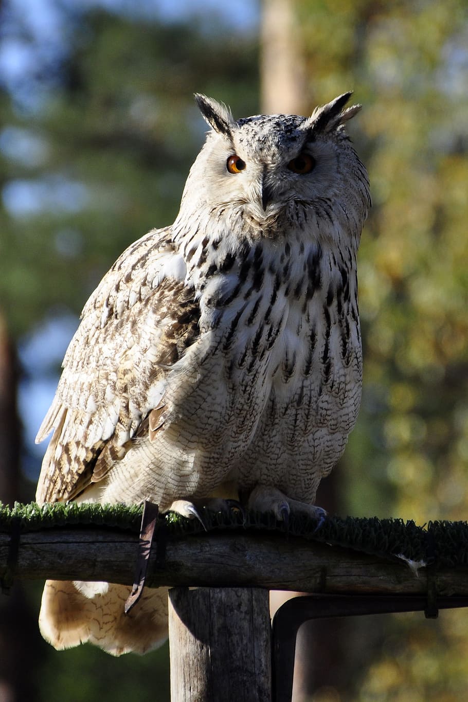 gray owl perched on gray branch, Eagle Owl, Raptor, Bird, bird of prey HD wallpaper