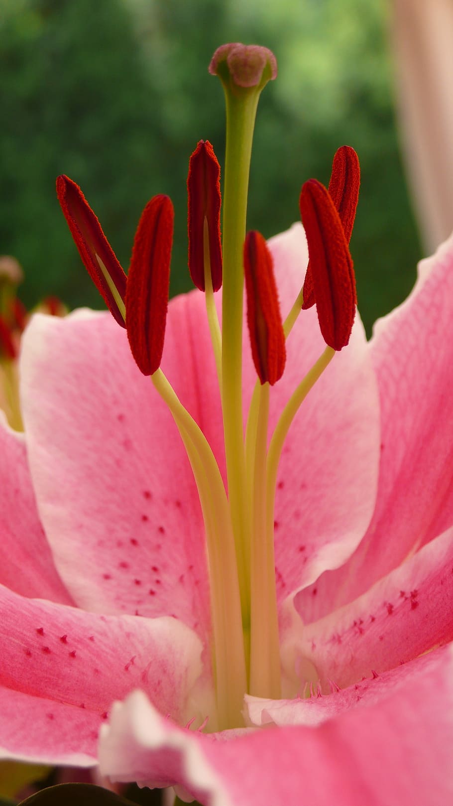 Macro, Lily, Flower, Pink, Plant, Nature, floral, blossom, petal HD wallpaper