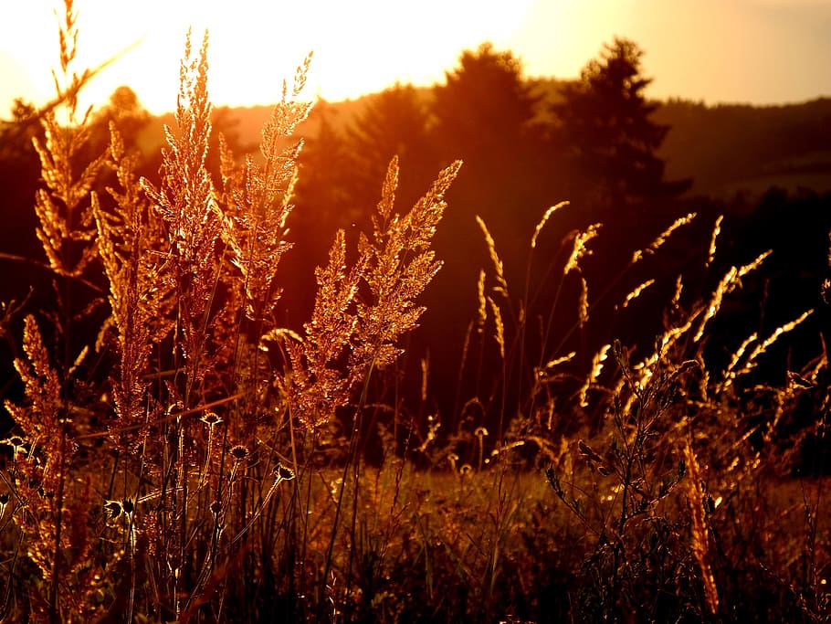 Summer, Sunset, Light, Nature, West, meadow, agriculture, cereal plant HD wallpaper