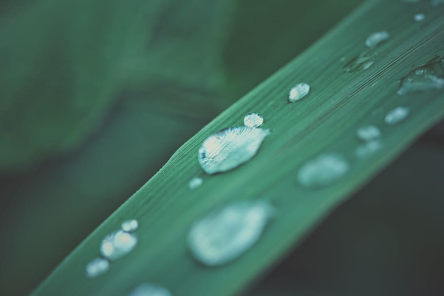 green, drop, water, grass, leaves, rain, rainy, nature, natural HD wallpaper