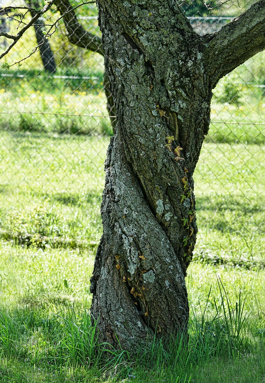gray tree trunk near gray cyclone fence, nature, apricot tree HD wallpaper