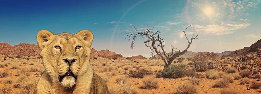brown lioness during daytime, Predator, Cat, Africa, animal HD wallpaper