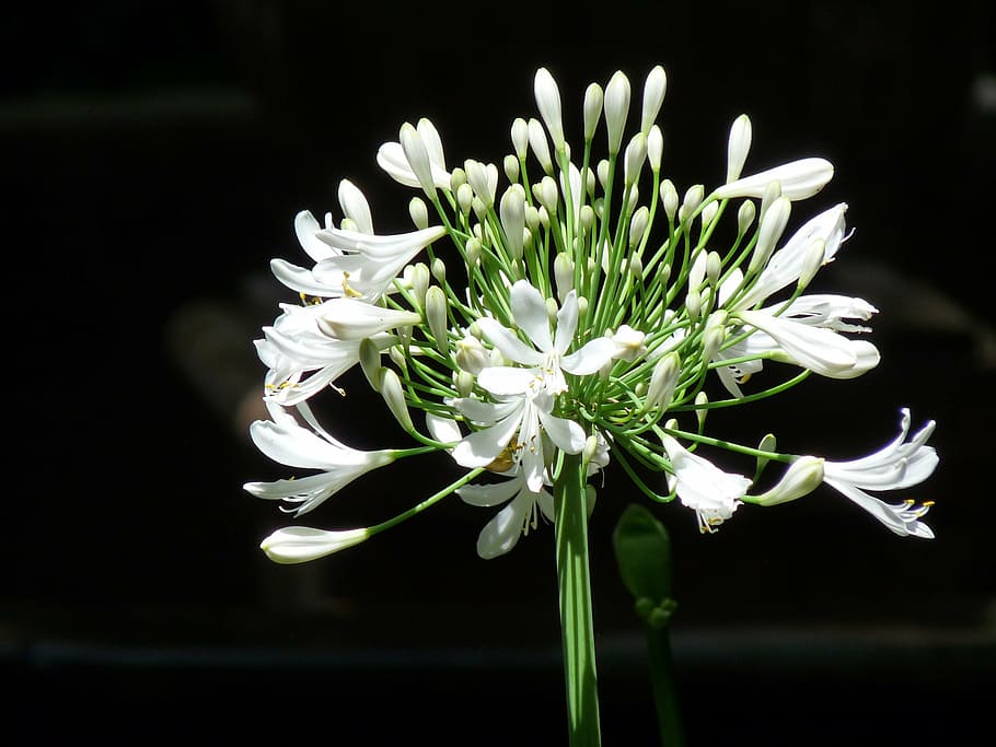 white, flower, díszhagyma, nature, plant, close-up, petal HD wallpaper