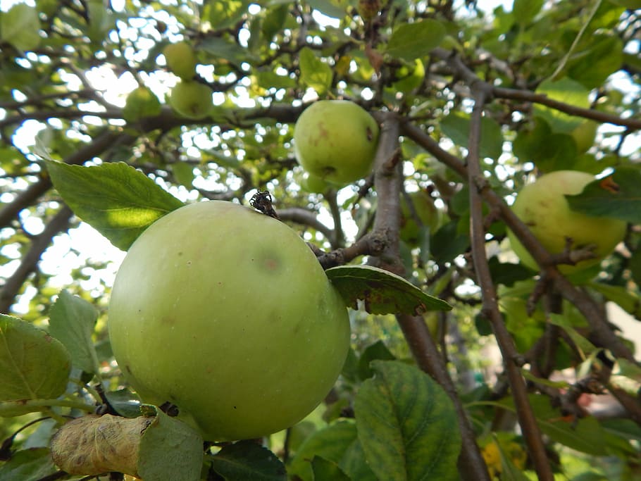 apple, fruit, tree, pallet pulpwood, fruitful apple tree, branch with apples, HD wallpaper