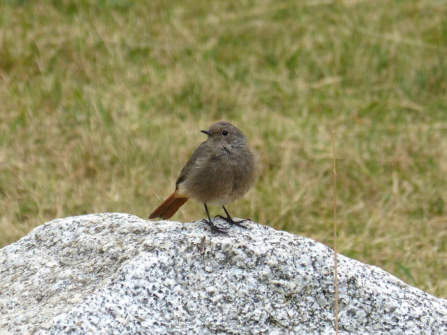 bird, rock, prado, black redstart, animal wildlife, animals in the wild HD wallpaper