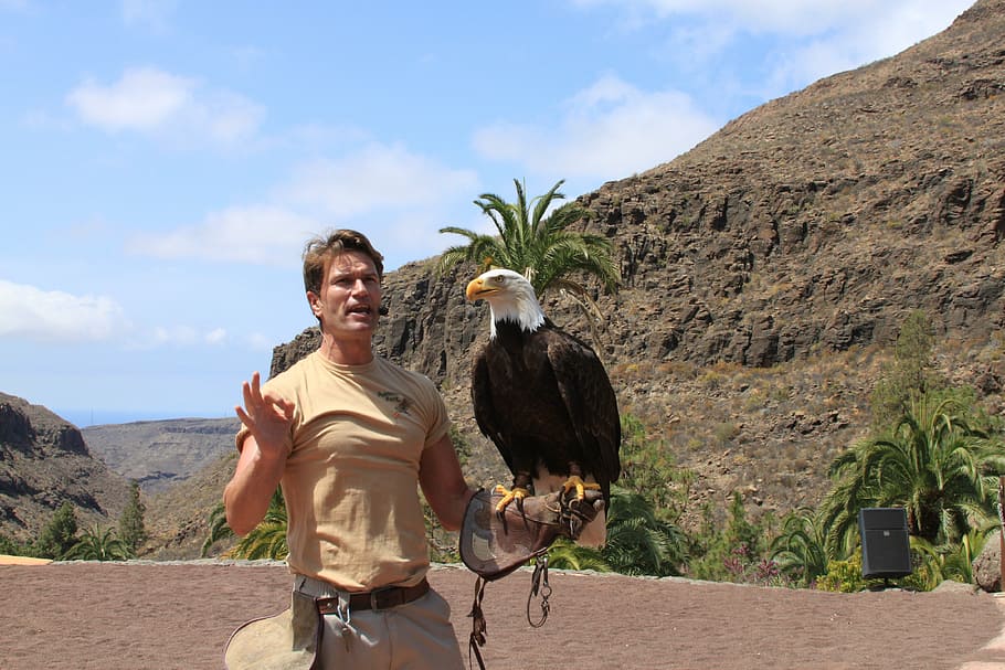 eagle, bird, beak, wild, real people, one person, sky, lifestyles HD wallpaper