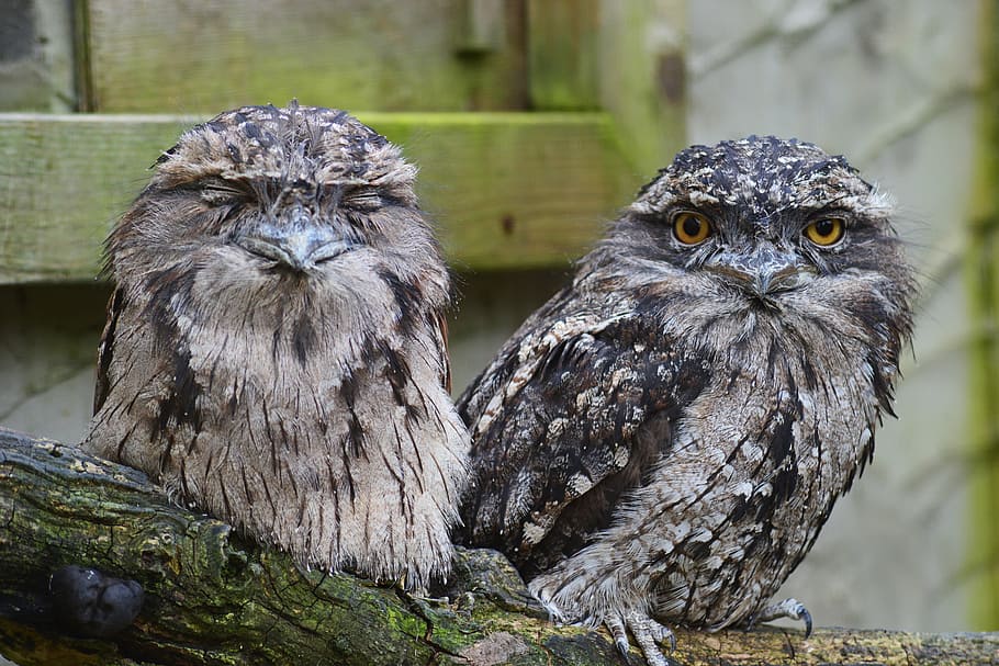 two white-and-black owl perching on brown surface, tawny frogmouth owl, HD wallpaper