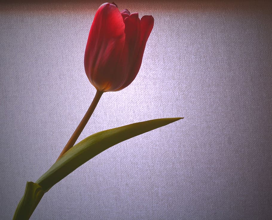 Tulip, Light, Red, flower, nature, fragility, petal, beauty in nature HD wallpaper