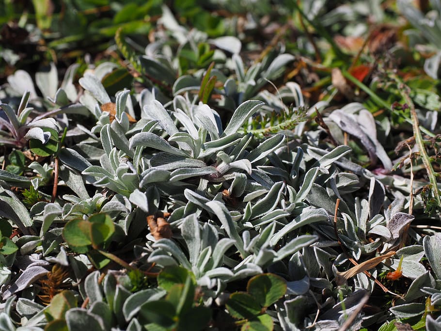 leaves, silvery, white, whitish, hairy, fluffy, alpine hornwort, HD wallpaper