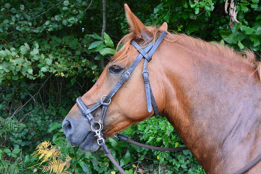 close up of brown horse, head, net, side pull, profile, eye HD wallpaper