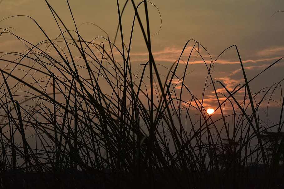 sunset, dusk, twilight, meadow, grass, reeds, sundown, nature HD wallpaper