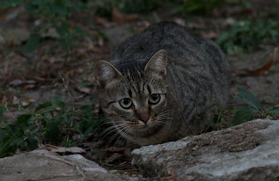 cat, stripes, gray, nice, one animal, feline, portrait, mammal HD wallpaper