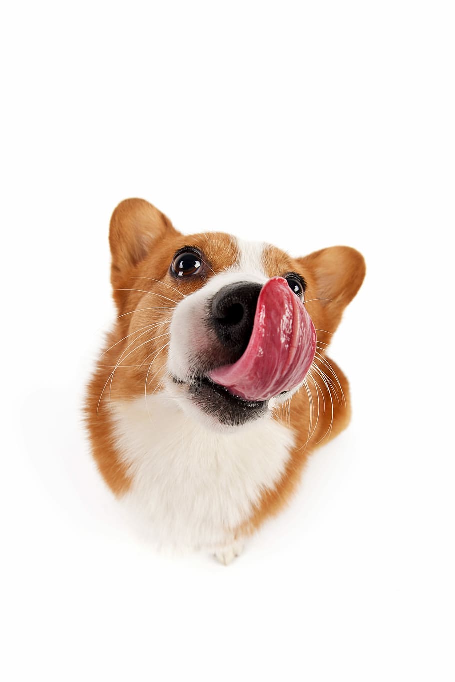 adult white and brown Pembroke welsh corgi close-up photography, HD wallpaper