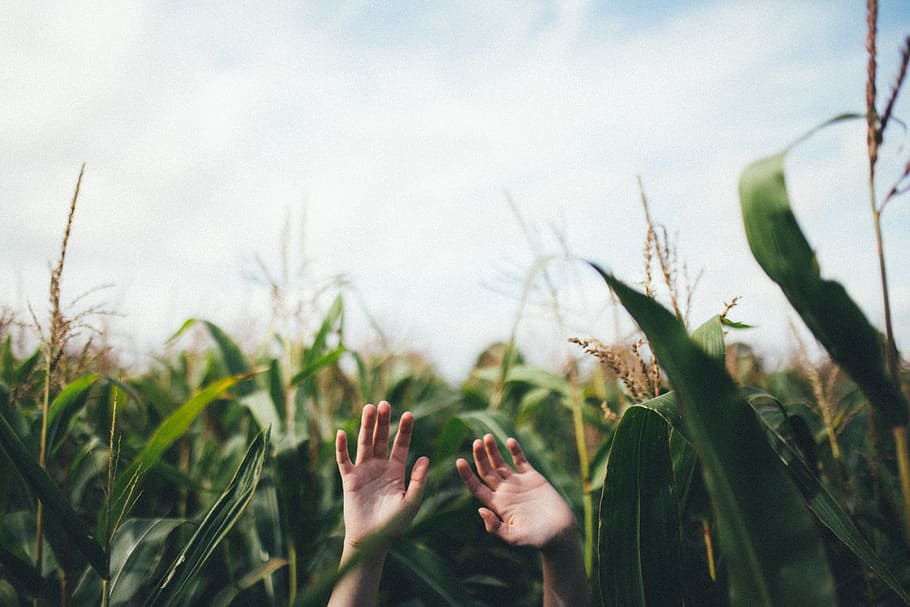 person raising his hand surrounded by corns during daytime, two human hands near corn plant field HD wallpaper
