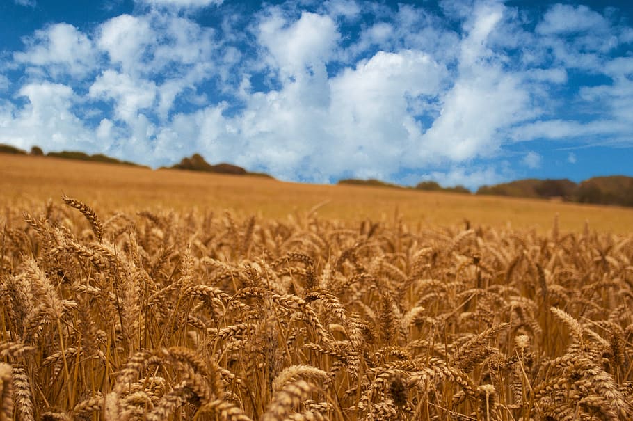 Corn, Field, Field, Corn, Corn Field, Nature, agriculture, summer HD wallpaper