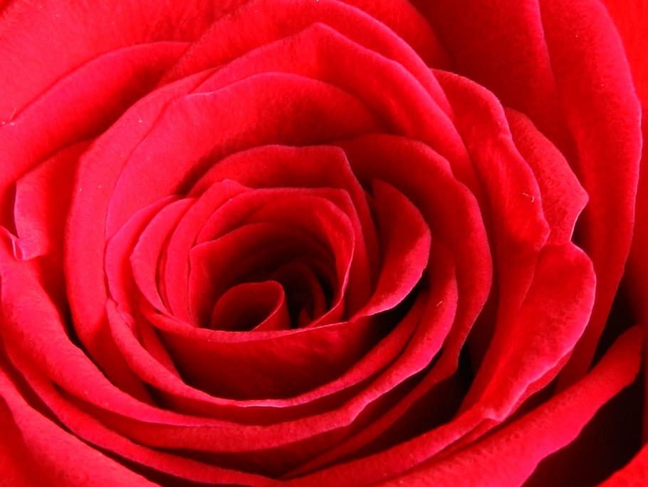 flower, macro, rosa, petal, flowering plant, beauty in nature HD wallpaper