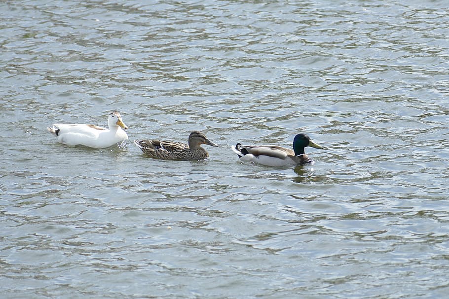 ducks, pond, water, ilsenburg, trout pond, animals in the wild HD wallpaper