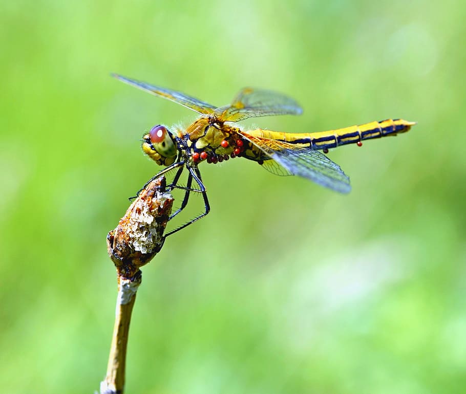Dragonfly, Insect, Macro, Nature, summer, closeup, vermin, mite HD wallpaper