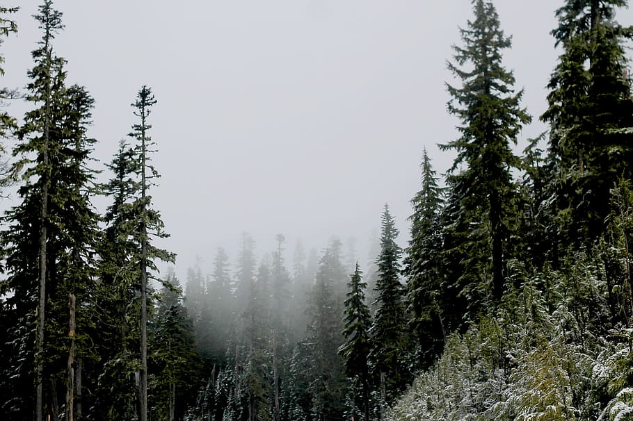 landscape photography of green pine trees covered with fog HD wallpaper