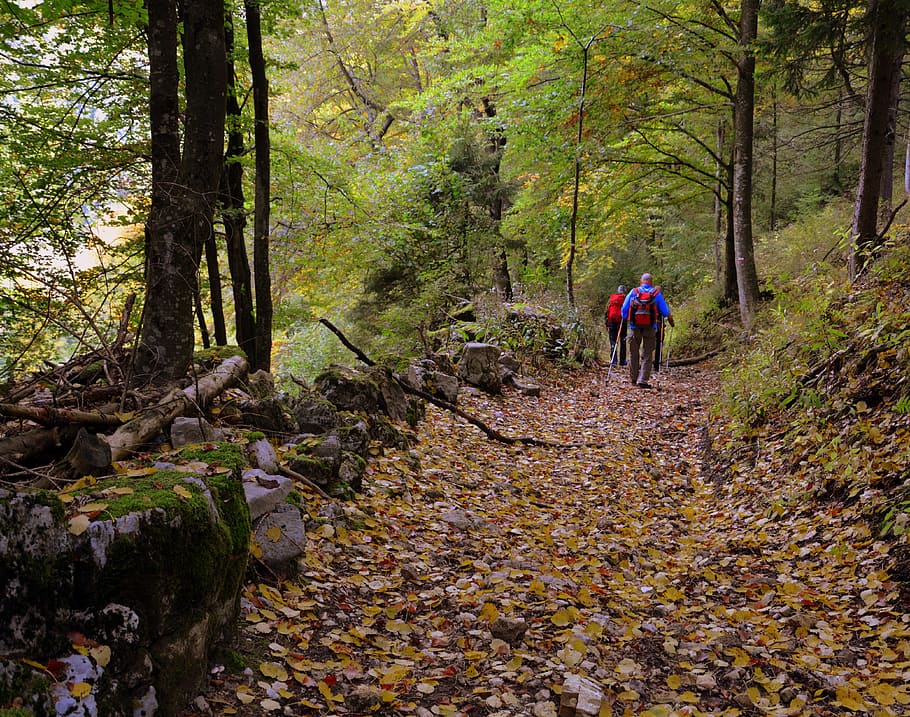 excursion, forest, autumn, trail, walking with sticks, mountain HD wallpaper