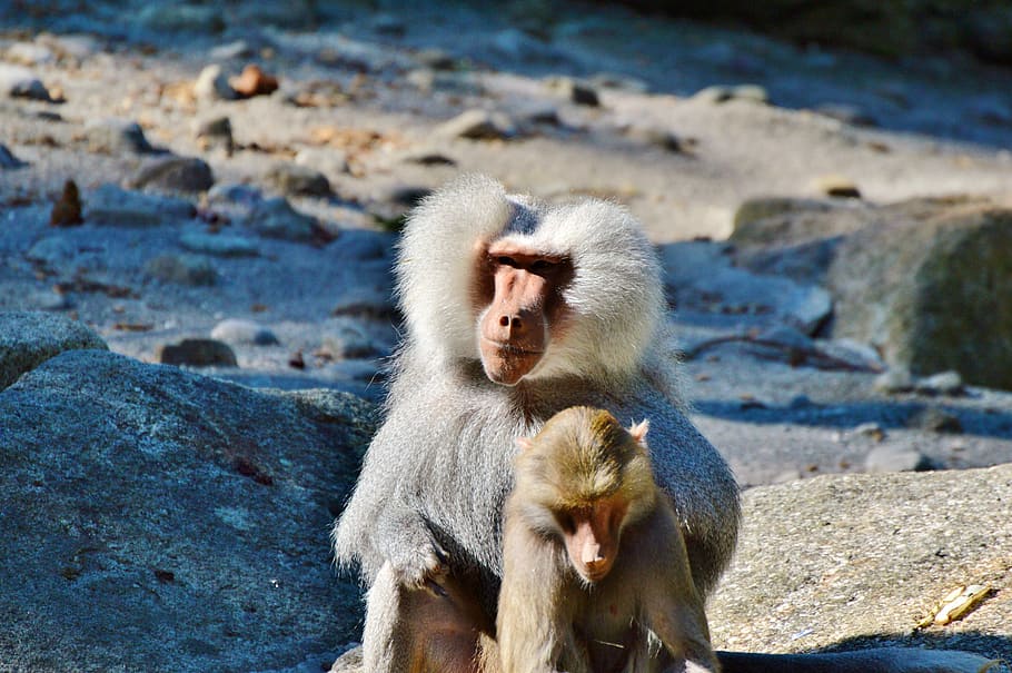 Monkey, Baboon, Animal, Tiergarten, Zoo, tierpark hellabrunn HD wallpaper