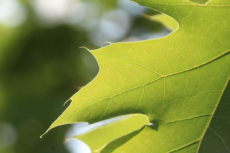 leaf, green, green leaf, plant, plant part, green color, close-up HD wallpaper