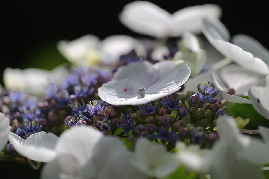 hydrangea, blossom, bloom, close, nature, flower, flowering plant HD wallpaper