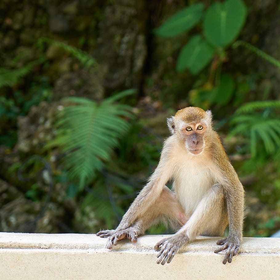 Monkey, Animal, Nature, Overview, beautiful, green, wild, asian HD wallpaper