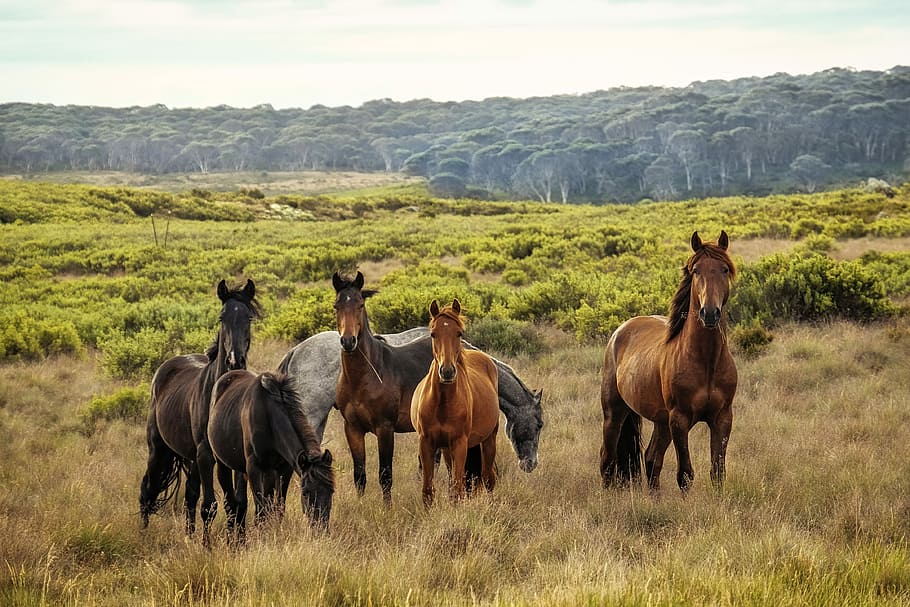 seven brown and gray horses, pony, grass, field, landscape HD wallpaper