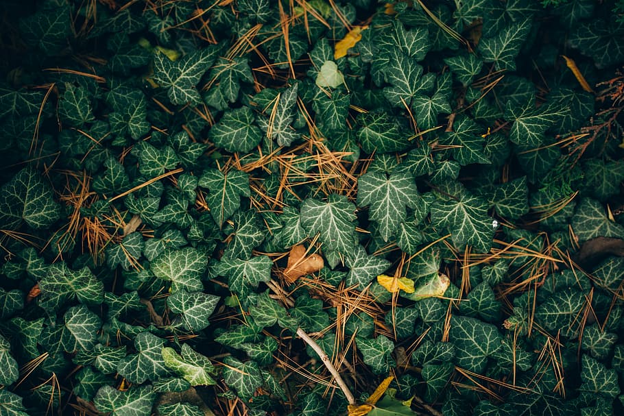 low-angle photography of green leafed plants, aerial photo of green leaf plant HD wallpaper