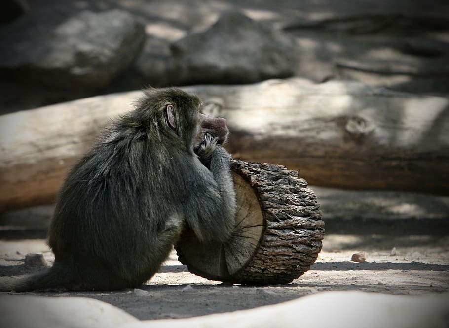 monkey, primate, nature, animals, wildlife, zoo, mammal, rainforest HD wallpaper