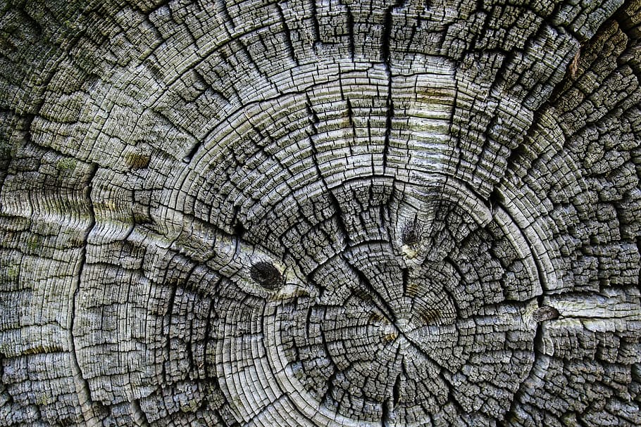 wood, background, circle, old, tree, full frame, textured, backgrounds HD wallpaper