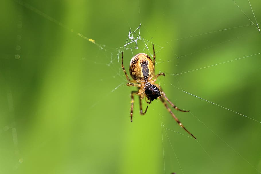 spider, arachnid, network, prey, close, macro, forest, nature HD wallpaper
