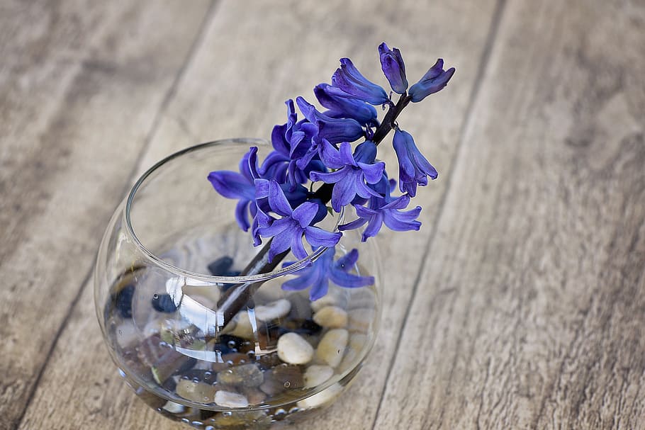 Hd Wallpaper Hyacinth Flower Spring Flower Vase Decorative