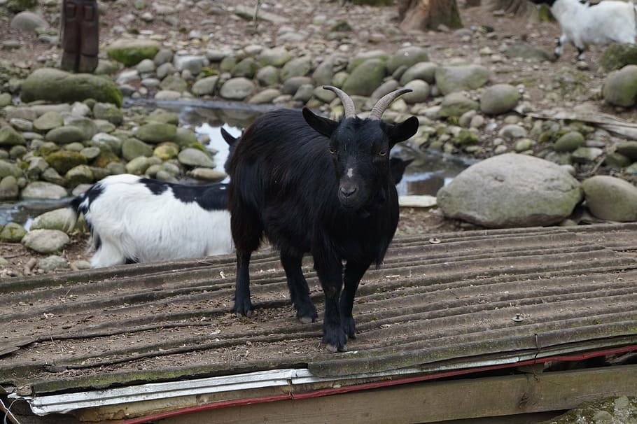 animal, capra, sheep, mountain, nature, horns, prato, goat HD wallpaper