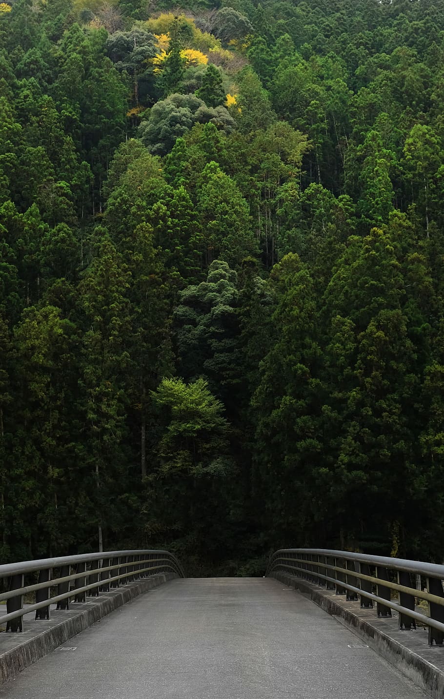 Arriving to a built road, gray concrete bridge beside green forest HD wallpaper