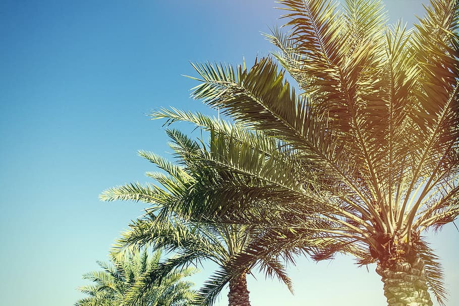 shallow focus photography of green tree, photo of palm trees HD wallpaper