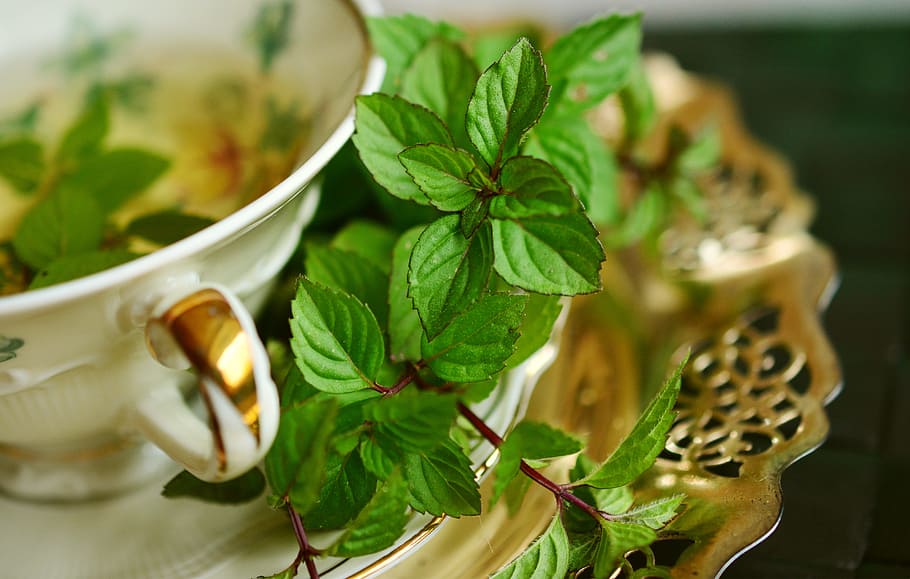 green leaf plant on saucer, peppermint, peppermint tea, tee, leaves, HD wallpaper