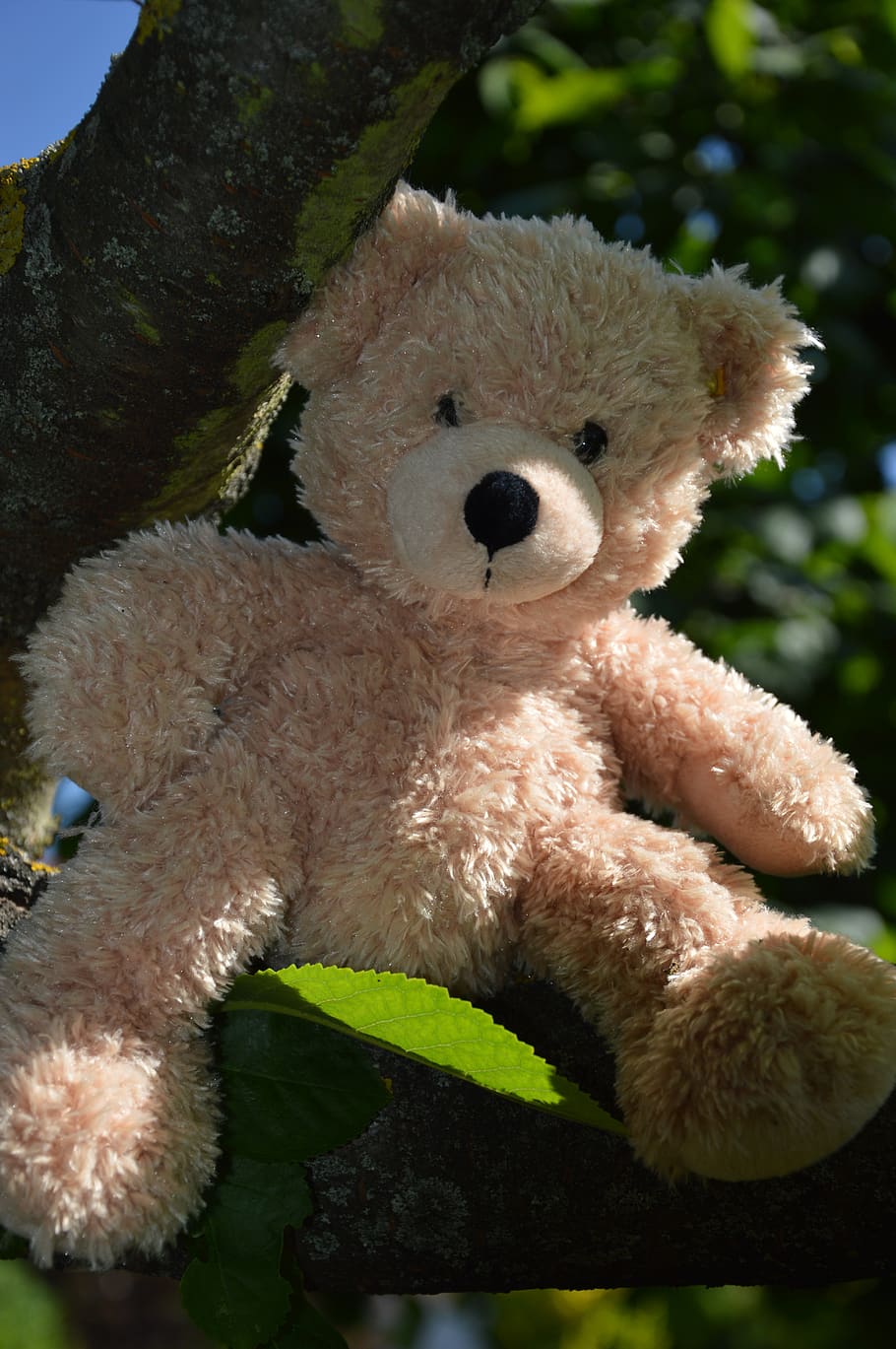 teddy bear, soft toy, tree, stuffed toy, representation, animal representation HD wallpaper
