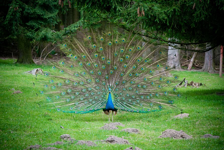 blue and green peacock walking on grass during daytime, blue peacock