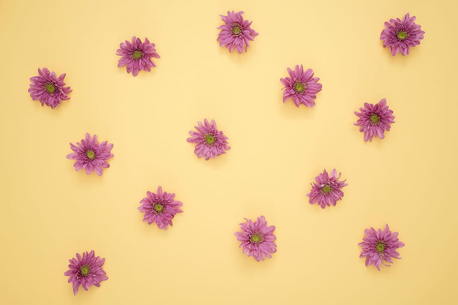 macro photography of pink Gerbera flowers, yellow, violet, background HD wallpaper