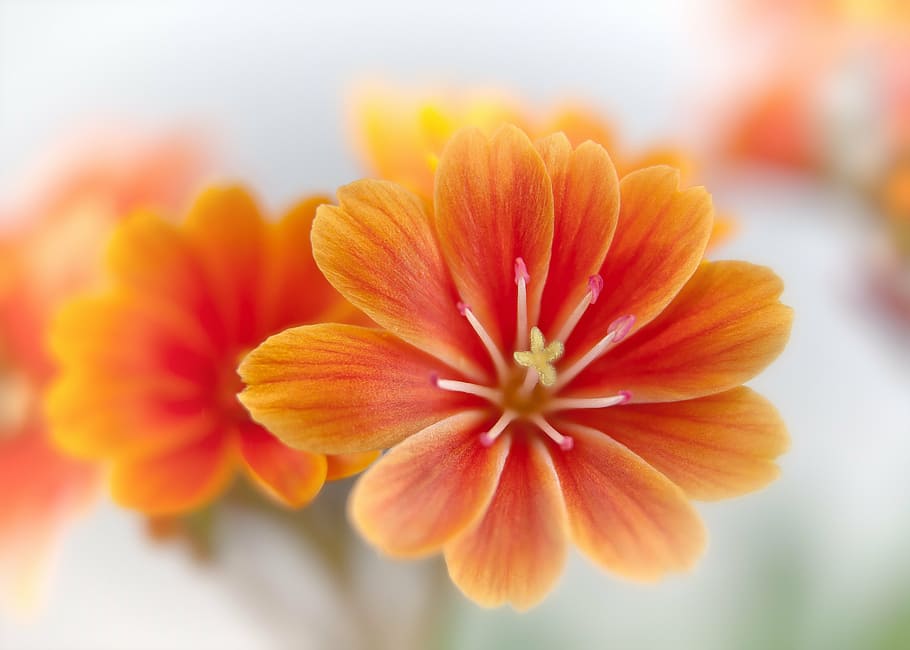 selective focus photography of orange petaled flower, lewisia, HD wallpaper