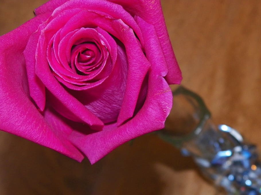 rose, flower, bud, nature, love, petal, elegant, romantic, simple HD wallpaper