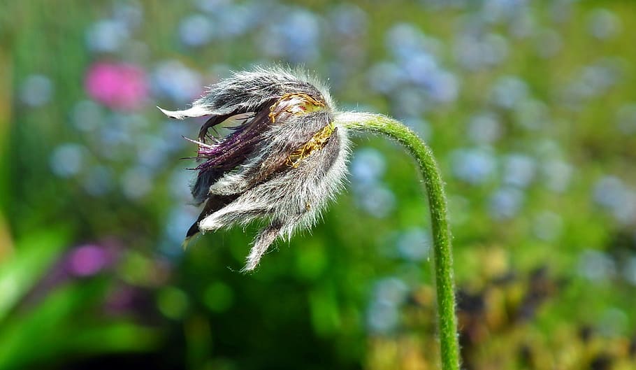 flower, sasanka, spring, nature, one animal, plant, animal themes HD wallpaper